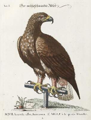 Bild Nr.1: 137-1514 Seligmann, J. M.: (Zoologie, Vögel)