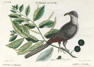 Bild Nr.2: 137-1514 Seligmann, J. M.: (Zoologie, Vögel)