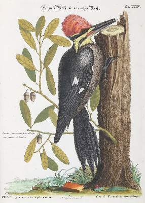 Bild Nr.3: 137-1514 Seligmann, J. M.: (Zoologie, Vögel)