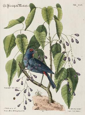 Bild Nr.5: 137-1514 Seligmann, J. M.: (Zoologie, Vögel)