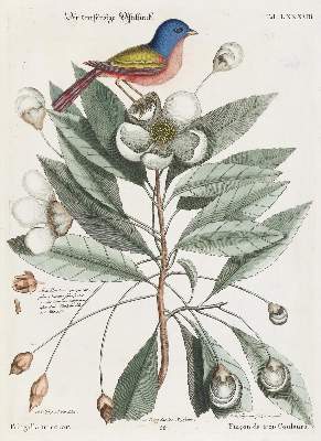 Bild Nr.6: 137-1514 Seligmann, J. M.: (Zoologie, Vögel)