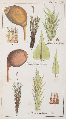 Bild Nr.1: 137-1541 Konvolut.: (Verschiedene Gebiete - Varia)