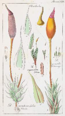 Bild Nr.2: 137-1541 Konvolut.: (Verschiedene Gebiete - Varia)
