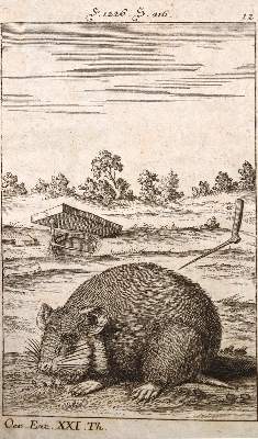 Bild Nr.1: 137-1565 Krünitz,J.G.: (Verschiedene Länder - Geschichte)