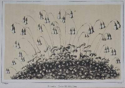 Bild Nr.3: 137-1741 Zimmermann,W.F.A. (d.i. C.G.W.Vollmer).: (Asien)