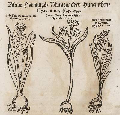 Bild Nr.1: 137-231 Lonicer,A: (Alte Drucke, Handschriften und Theologie)