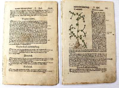 Bild Nr.2: 137-2637 Bock,H.: (Varia, Botanik)