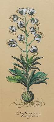 Bild Nr.6: 137-2638 Glockenblumen u. Astern,: (Varia, Botanik)