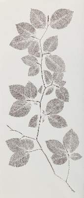 Bild Nr.1: 137-2641 Naturselbstdrucke.: (Varia, Botanik)