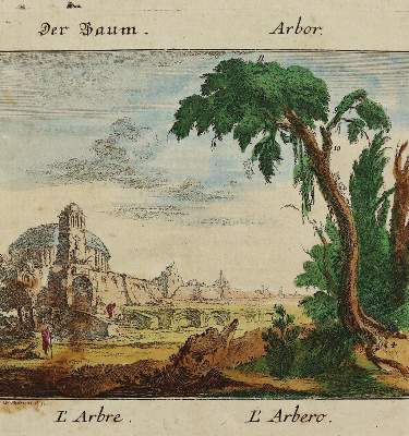 Bild Nr.3: 137-2642 Pflanzen.: (Varia, Botanik)