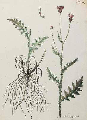 Bild Nr.1: 137-2643 Pflanzendarstellungen.: (Varia, Botanik)