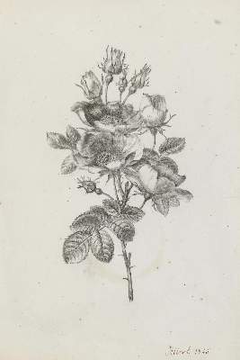 Bild Nr.1: 137-2644 D'Albert-Durade, François: (Varia, Botanik, Rose)
