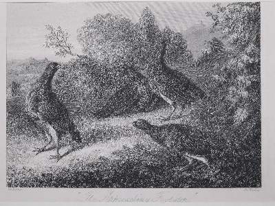 Bild Nr.1: 137-2648 Dekorative Graphik.: (Varia)