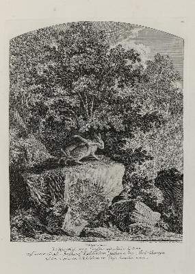 Bild Nr.1: 137-2665 Ridinger,E.J.: (Varia, Jagd, Hasen)