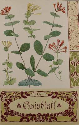Bild Nr.1: 137-2670 Pflanzenornamente.: (Varia, Jugendstil)
