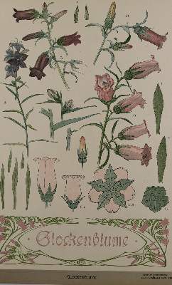 Bild Nr.3: 137-2670 Pflanzenornamente.: (Varia, Jugendstil)