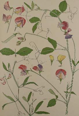 Bild Nr.8: 137-2670 Pflanzenornamente.: (Varia, Jugendstil)