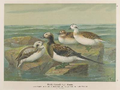 Bild Nr.1: 137-2735 Enten.: (Varia, Zoologie)