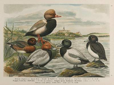 Bild Nr.3: 137-2735 Enten.: (Varia, Zoologie)