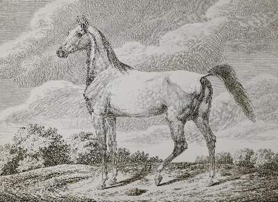 Bild Nr.1: 137-2741 Pferde.: (Varia, Zoologie)
