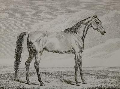 Bild Nr.2: 137-2741 Pferde.: (Varia, Zoologie)