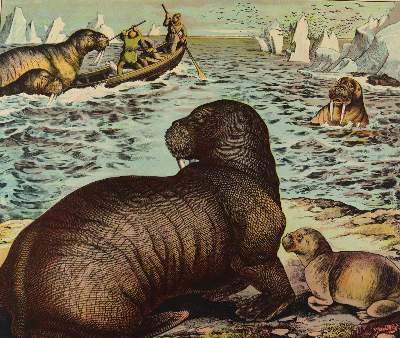 Bild Nr.1: 137-2745 Tiere.: (Varia, Zoologie)