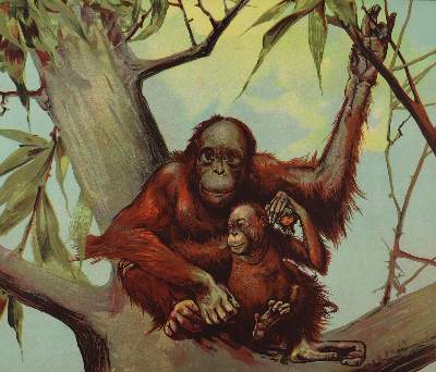 Bild Nr.2: 137-2745 Tiere.: (Varia, Zoologie)