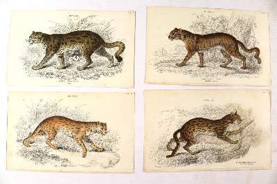 Bild Nr.4: 137-2745 Tiere.: (Varia, Zoologie)
