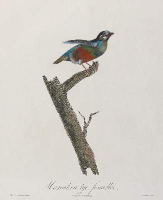 Bild Nr.11: 137-2747 Vögel.: (Varia, Zoologie)