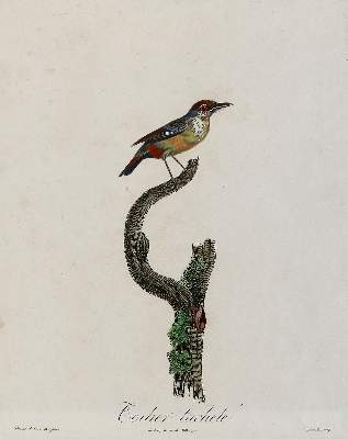 Bild Nr.12: 137-2747 Vögel.: (Varia, Zoologie)