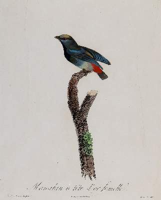 Bild Nr.13: 137-2747 Vögel.: (Varia, Zoologie)