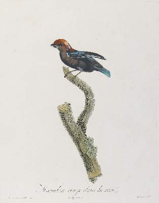 Bild Nr.14: 137-2747 Vögel.: (Varia, Zoologie)