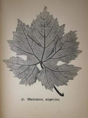 Bild Nr.1: 137-600 Goethe,H.: (Küche und Haushalt, Getränke, Wein und Weinbau)