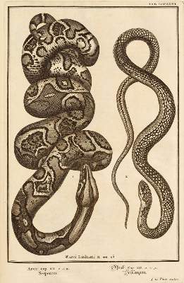 Bild Nr.4: 137-61 Scheuchzer,J.J.: (Bibeln)