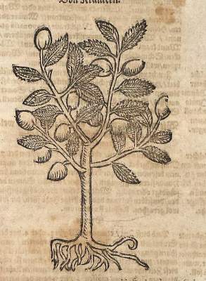 Bild Nr.1: 137-84 (Coler,J.).: (Alte Drucke, Handschriften und Theologie)