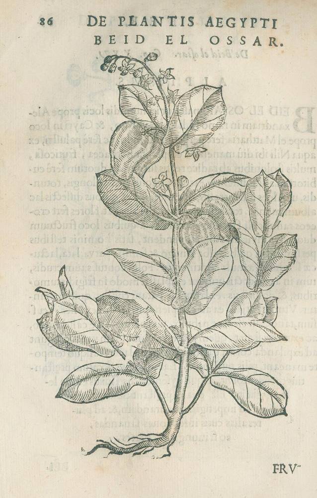 Große Abbildung Nr.3: 138-1616 Alpini,P.: (Botanik, Ägypten)
