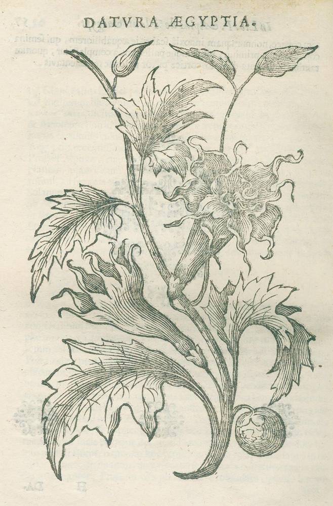 Große Abbildung Nr.4: 138-1616 Alpini,P.: (Botanik, Ägypten)