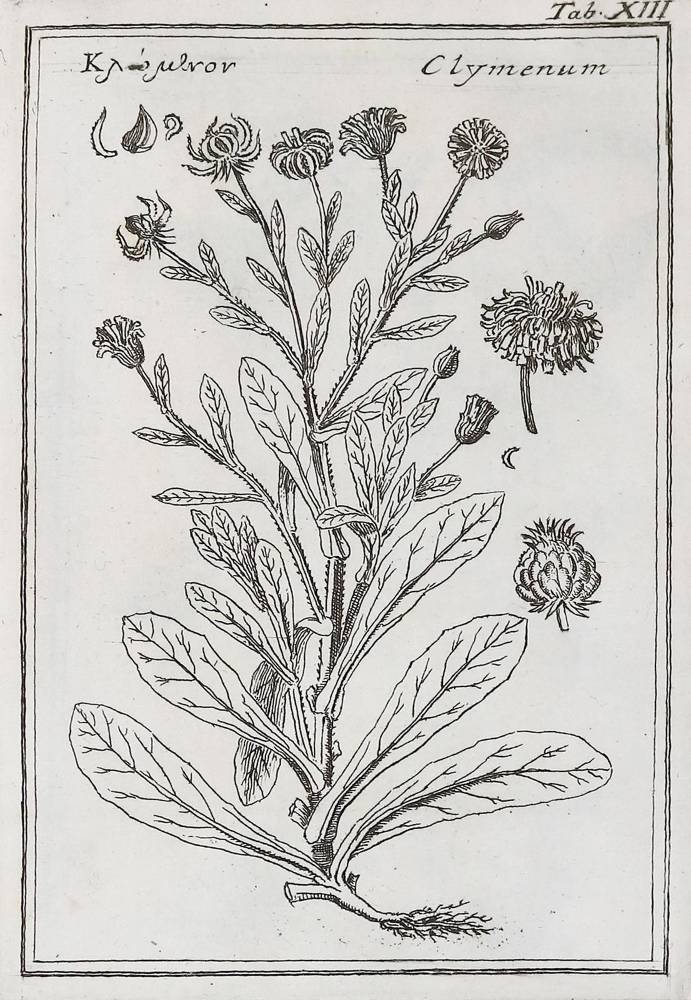 Große Abbildung Nr.1: 138-1624 Colonna,F.: (Botanik)