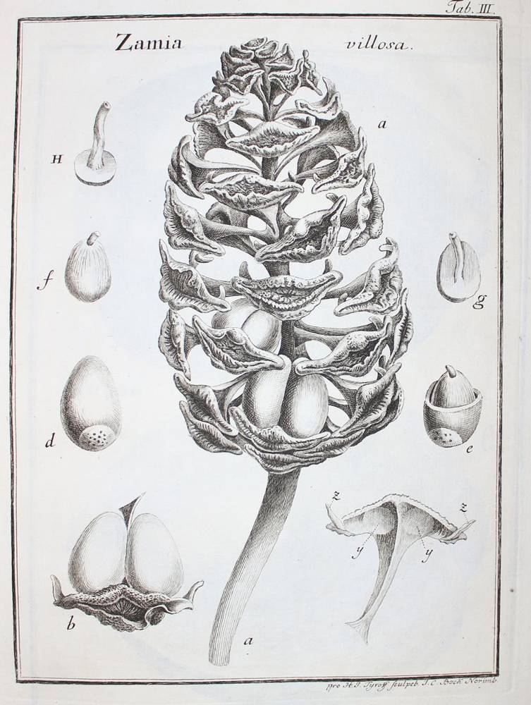 Große Abbildung Nr.1: 138-1628 Gaertner,J.: (Botanik)