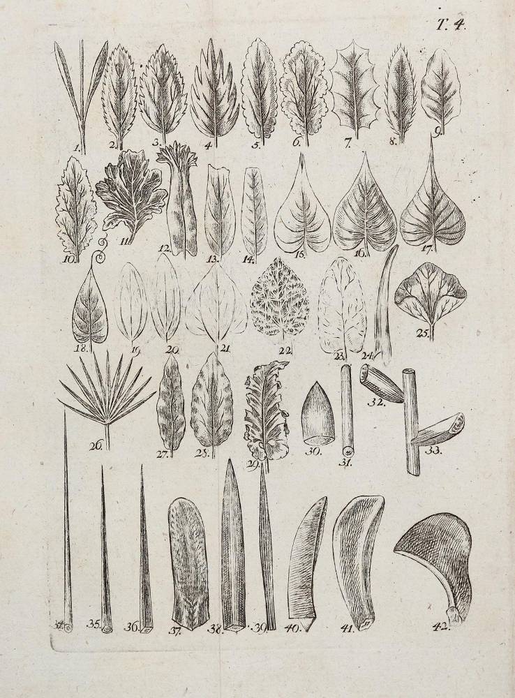 Große Abbildung Nr.1: 138-1634 Jacquin,N.J.v.: (Botanik)