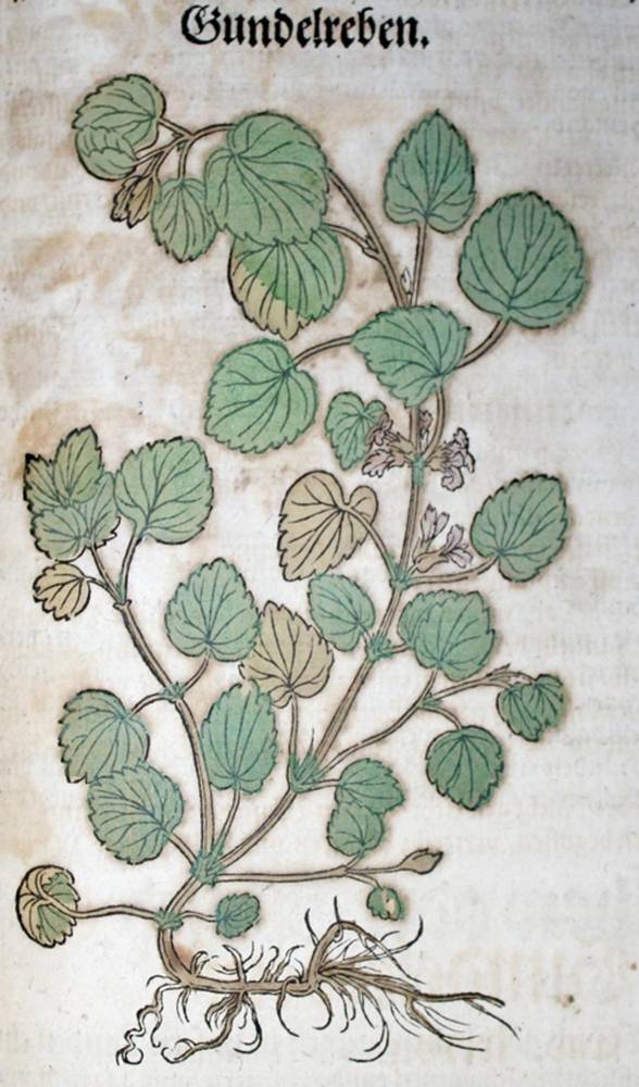 Große Abbildung Nr.4: 138-1636 Bock,H.: (Botanik, Kräuterbücher)