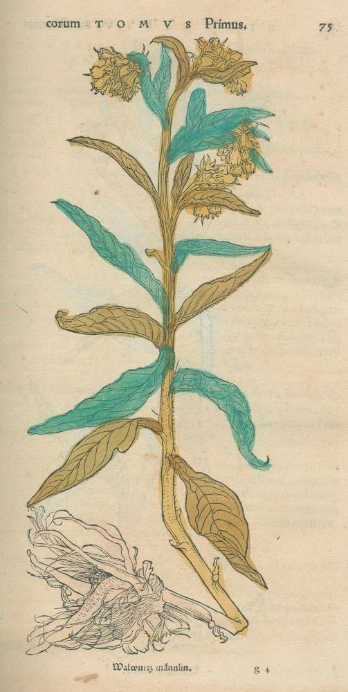 Große Abbildung Nr.3: 138-1637 Brunf(els),O.: (Botanik, Kräuterbücher)