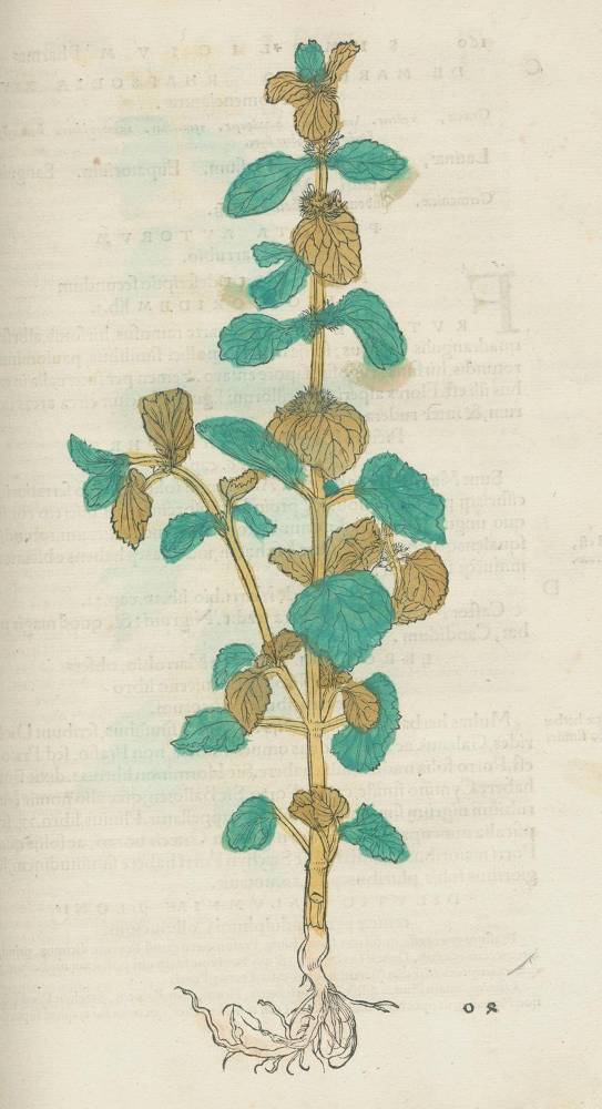 Große Abbildung Nr.7: 138-1637 Brunf(els),O.: (Botanik, Kräuterbücher)