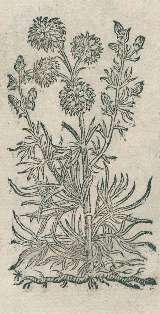 Große Abbildung Nr.2: 138-1638 Chabrey,D.: (Botanik, Kräuterbücher)