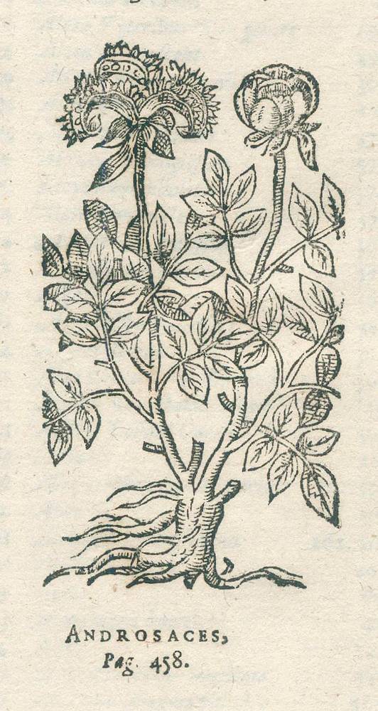 Große Abbildung Nr.3: 138-1638 Chabrey,D.: (Botanik, Kräuterbücher)