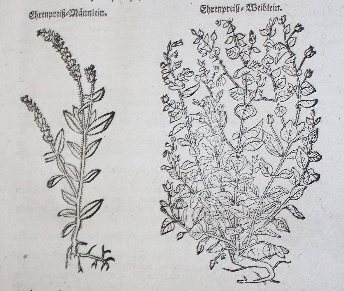 Große Abbildung Nr.2: 138-1641 (Lonicer,A.: (Botanik, Kräuterbücher)