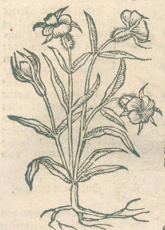 Große Abbildung Nr.2: 138-1644 Ryff,W.H. (Pseud.: Q.Apollinaris).: (Botanik, Kräuterbücher)