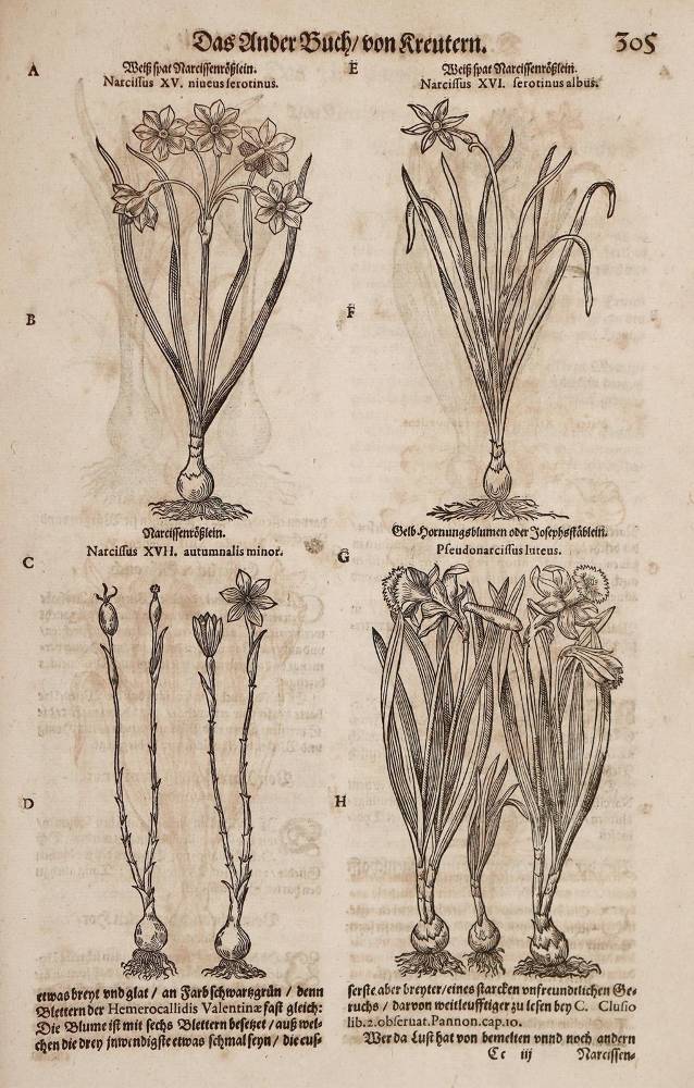 Große Abbildung Nr.1: 138-1645 (Tabernaemontanus,J.T.: (Botanik, Kräuterbücher)