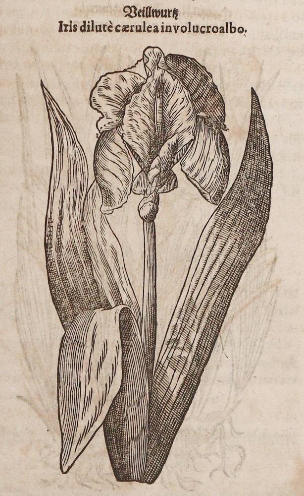 Große Abbildung Nr.21: 138-1645 (Tabernaemontanus,J.T.: (Botanik, Kräuterbücher)