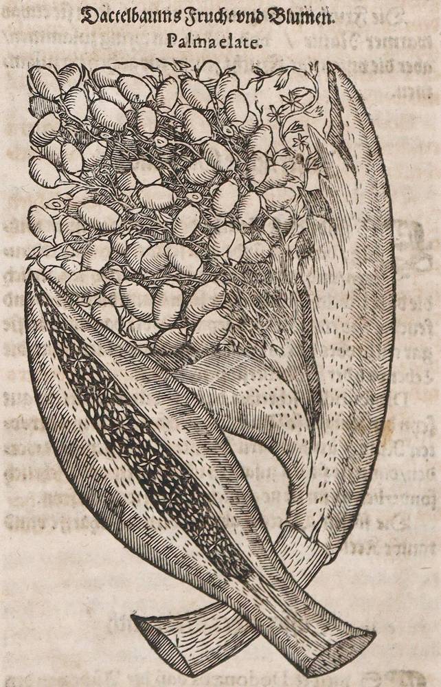 Große Abbildung Nr.22: 138-1645 (Tabernaemontanus,J.T.: (Botanik, Kräuterbücher)